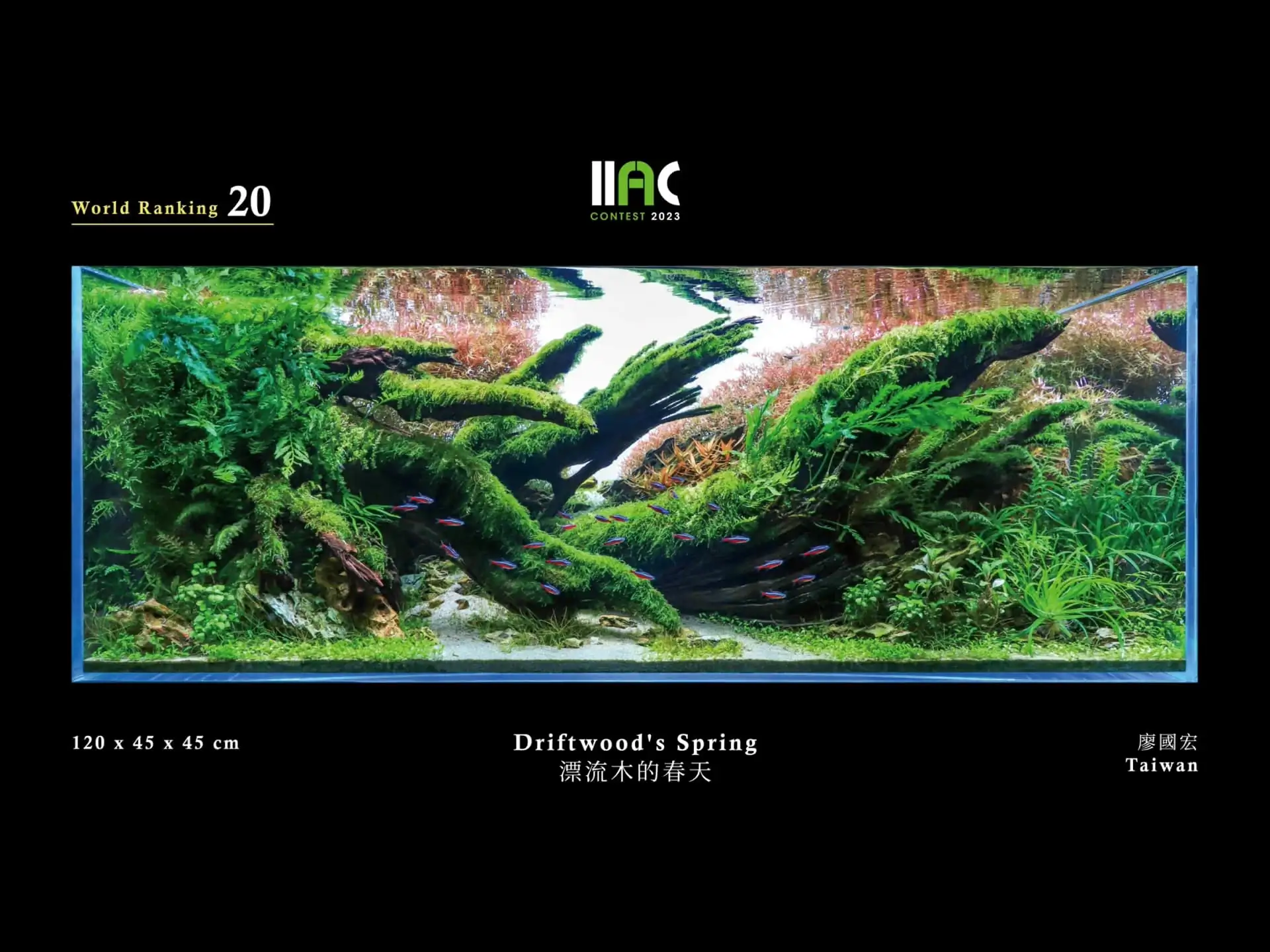 Driftwood's Spring - IIAC 2023 #20 Hugo Liao / Taiwan